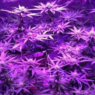 Lavender Haze wallpaper