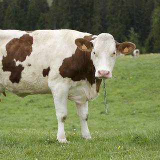 Chocolate cow wallpaper