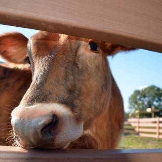 Chocolate cow wallpaper