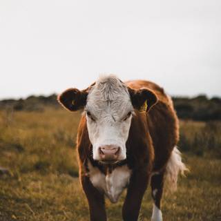 Chocolate cow wallpaper