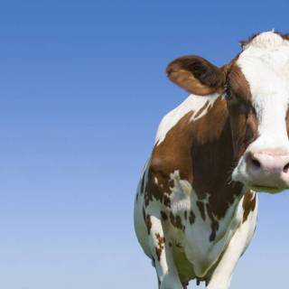 Chocolate cow wallpaper