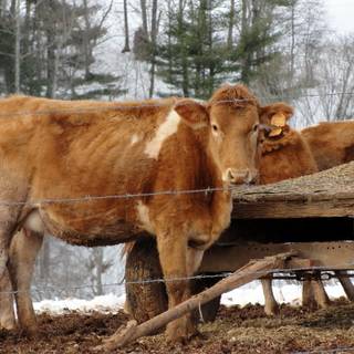 Chocolate cow wallpaper