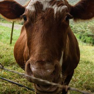 Chocolate cow wallpaper