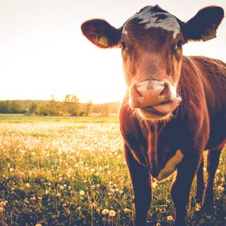 Chocolate cow wallpaper