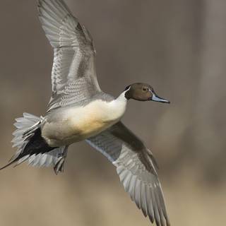 Pintail duck wallpaper