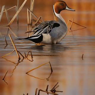 Pintail duck wallpaper
