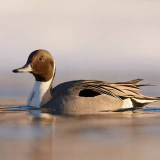 Pintail duck wallpaper