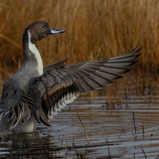 Pintail duck wallpaper