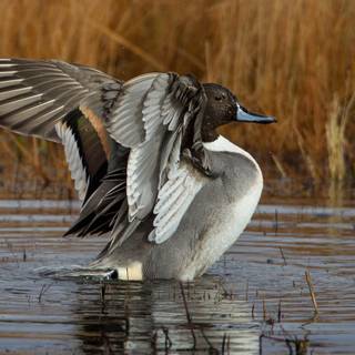 Pintail duck wallpaper