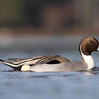 Pintail duck wallpaper
