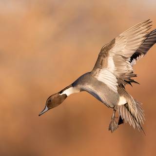 Pintail duck wallpaper