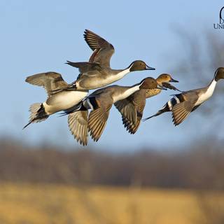 Pintail duck wallpaper