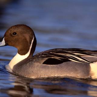 Pintail duck wallpaper