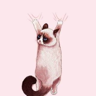 Korean cats wallpaper