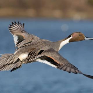 Pintail duck wallpaper