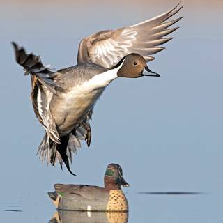 Pintail duck wallpaper
