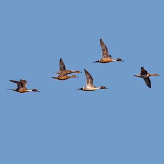 Pintail duck wallpaper