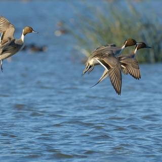 Pintail duck wallpaper