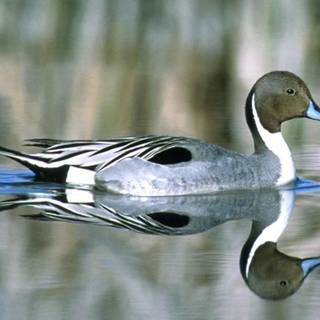 Pintail duck wallpaper