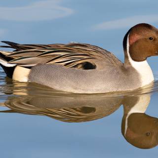 Pintail duck wallpaper