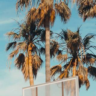 iPhone basket wallpaper