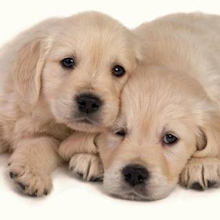 Two puppies wallpaper