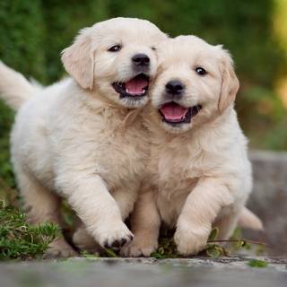 Two puppies wallpaper