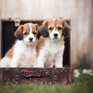 Two puppies wallpaper