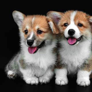 Two puppies wallpaper