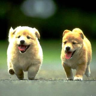 Two puppies wallpaper