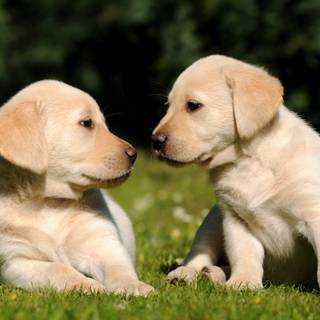 Two puppies wallpaper