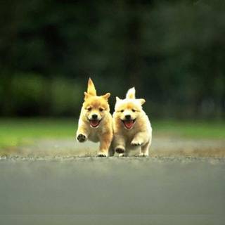 Two puppies wallpaper
