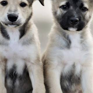 Two puppies wallpaper