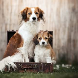 Two puppies wallpaper