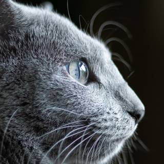 Vertical grey cat wallpaper