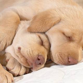 Two puppies wallpaper