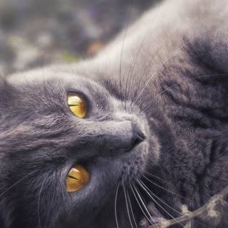Vertical grey cat wallpaper