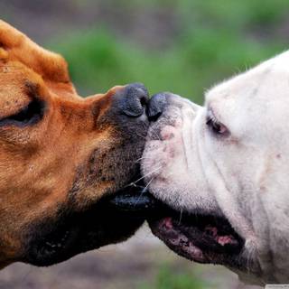 Two puppies wallpaper