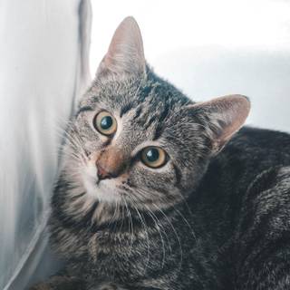 Vertical grey cat wallpaper