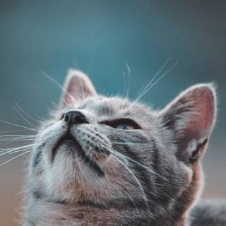 Vertical grey cat wallpaper