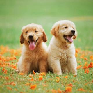 Two puppies wallpaper