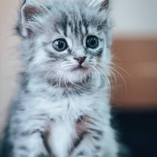 Vertical grey cat wallpaper