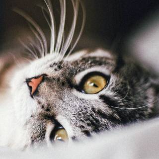 Vertical grey cat wallpaper