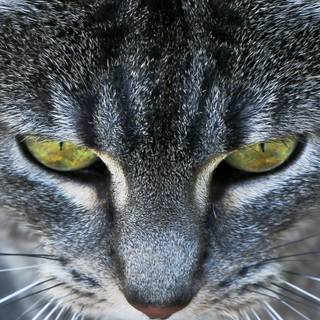 Vertical grey cat wallpaper