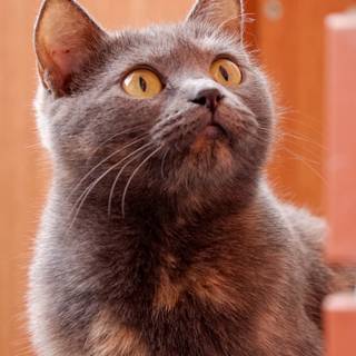 Vertical grey cat wallpaper