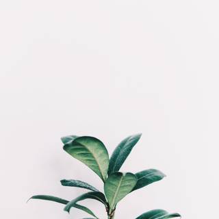 Aesthetic clean wallpaper