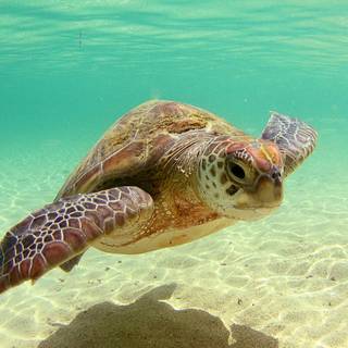 Cute sea turtles wallpaper