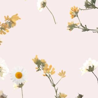 Aesthetic clean wallpaper