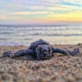 Cute sea turtles wallpaper