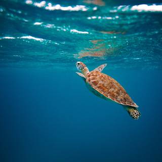 Cute sea turtles wallpaper